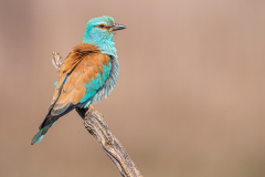 Scharrelaar-European-roller-Blauracke-Coracias-garrulus