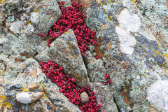 Sedum-anglicum-English-stonecrop