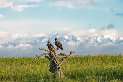 Spaanse-keizerarend-Spanish-imperial-eagle-Spanischer-Kaiseradler-Aquila-adalberti