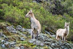 Spaanse-steenbok-Spanish-ibex-Iberiensteinbock-Capra-pyrenaica