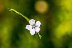 Tweejarig-vlas-Narrowleaf-flax-Zweijahrige-Lein-Linum-bienne