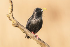 Zwarte-spreeuw-Spotless-starling-Einfarbstar-Sturnus-unicolor