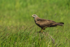 Zwarte-wouw-Black-kite-Schwarzmilan-Milvus-migrans