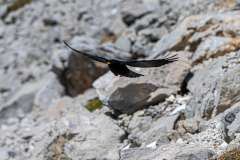 Alpenkauw-Alpine-chough-Alpendohle-Pyrrhocorax-graculus