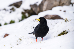 Alpenkauw-Alpine-chough-Alpendohle-Pyrrhocorax-graculus