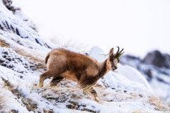 Cantabrische-gems-Cantabrian-chamois-Rupicapra-pyrenaica-parva
