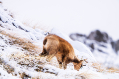 Cantabrische-gems-Cantabrian-chamois-Rupicapra-pyrenaica-parva