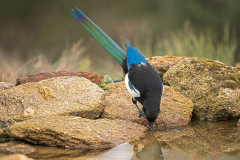 Dorstige ekster-Thirsty Magpie-Durstig Elster-Pica pica