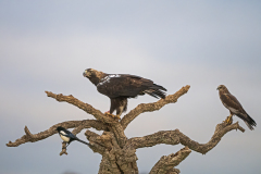 Spaanse-keizerarend-Spanish-imperial-eagle-Spanischer-Kaiseradler-Aquila-adalberti