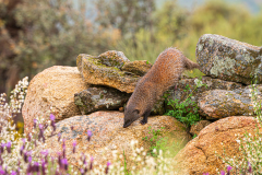 Egyptische-mangoest-Egyptian-mongoose-Ichneumon-Herpestes-ichneumon