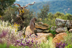 Egyptische-mangoest-Egyptian-mongoose-Ichneumon-Herpestes-ichneumon