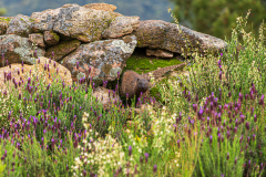 Egyptische-mangoest-Egyptian-mongoose-Ichneumon-Herpestes-ichneumon