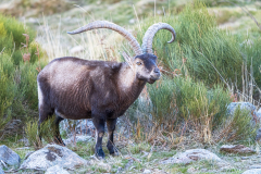 Gredossteenbok-Gredos-ibex-Gredos-Steinbock-Capra-pyrenaica-victoriae