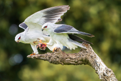 Grijze-wouw-Black-winged-kite-Gleitaar-Elanus-caeruleus
