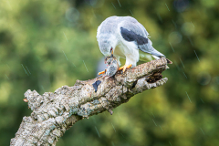 Grijze-wouw-Black-winged-kite-Gleitaar-Elanus-caeruleus-011