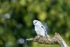 Grijze-wouw-Black-winged-kite-Gleitaar-Elanus-caeruleus