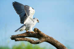 Grijze-wouw-Black-winged-kite-Gleitaar-Elanus-caeruleus