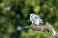 Grijze-wouw-Black-winged-kite-Gleitaar-Elanus-caeruleus