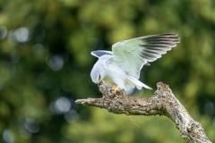 Grijze-wouw-Black-winged-kite-Gleitaar-Elanus-caeruleus