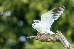 Grijze-wouw-Black-winged-kite-Gleitaar-Elanus-caeruleus