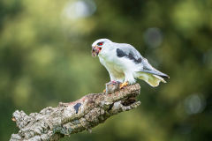 Grijze-wouw-Black-winged-kite-Gleitaar-Elanus-caeruleus