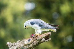 Grijze-wouw-Black-winged-kite-Gleitaar-Elanus-caeruleus