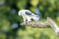 Grijze-wouw-Black-winged-kite-Gleitaar-Elanus-caeruleus