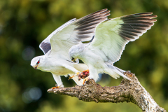 Grijze-wouw-Black-winged-kite-Gleitaar-Elanus-caeruleus