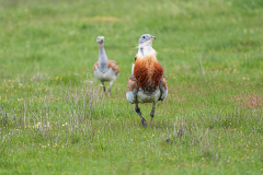 Grote-trap-Great-bustard-Grostrappe-Otis-tarda