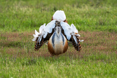 Grote-trap-Great-bustard-Grostrappe-Otis-tarda