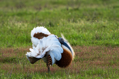 Grote-trap-Great-bustard-Grostrappe-Otis-tarda