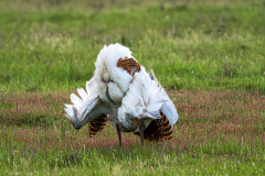 Grote-trap-Great-bustard-Grostrappe-Otis-tarda