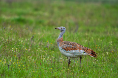 Grote-trap-Great-bustard-Grostrappe-Otis-tarda