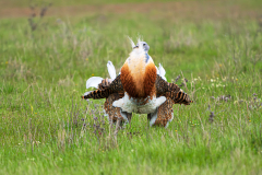 Grote-trap-Great-bustard-Grostrappe-Otis-tarda