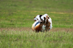 Grote-trap-Great-bustard-Grostrappe-Otis-tarda