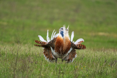 Grote-trap-Great-bustard-Grostrappe-Otis-tarda