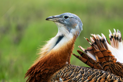 Grote-trap-Great-bustard-Grostrappe-Otis-tarda