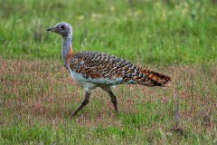 Grote-trap-Great-bustard-Grostrappe-Otis-tarda