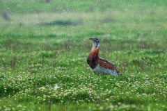 Grote-trap-Great-bustard-Grostrappe-Otis-tarda