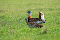 Grote-trap-Great-bustard-Grostrappe-Otis-tarda