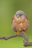 Kleine-torenvalk-Lesser-kestrel-Rotelfalke-Falco-naumanni
