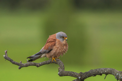 Kleine-torenvalk-lesser-kestrel-Rotelfalke-Falco-naumanni