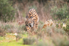 Pardellynx-Iberian Lynx-Pardelluchs-Lynx pardinus