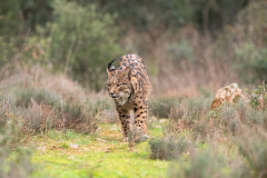 Pardellynx-Iberian Lynx-Pardelluchs-Lynx pardinus