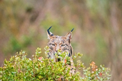 Pardellynx-Iberian Lynx-Pardelluchs-Lynx pardinus