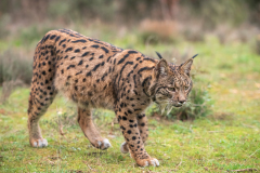 Pardellynx-Iberian Lynx-Pardelluchs-Lynx pardinus