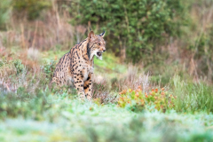 Pardellynx-Iberian Lynx-Pardelluchs-Lynx pardinus
