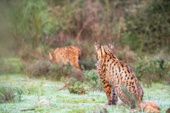 Pardellynx-Iberian Lynx-Pardelluchs-Lynx pardinus