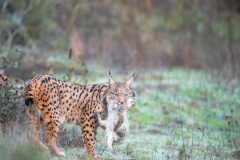 Pardellynx-Iberian Lynx-Pardelluchs-Lynx pardinus
