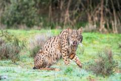 Pardellynx-Iberian Lynx-Pardelluchs-Lynx pardinus